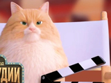 Gra Kot w Studiu Filmowym